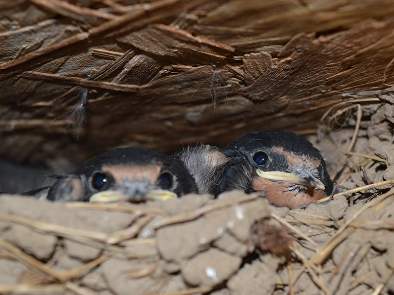 Swallows